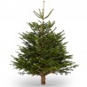 SAPIN N°1 - sans pied