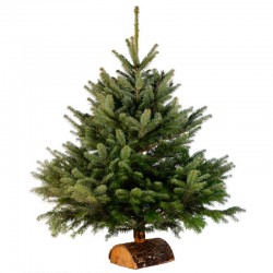 SAPIN N°1 - avec pied