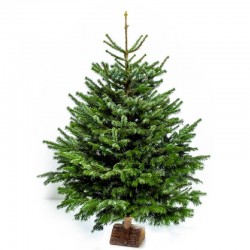 SAPIN N°3 - avec pied