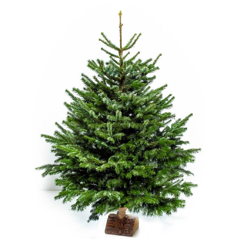 SAPIN N°2 - avec pied